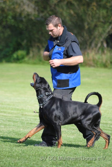 Mühlheim 11.09.2010 Hundetraining 028.JPG