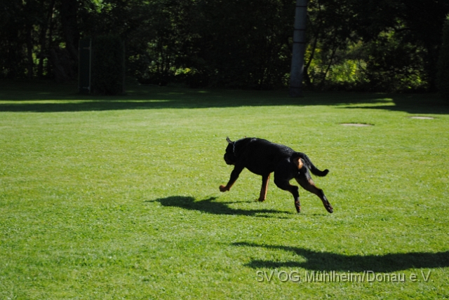 Mühlheim 11.09.2010 Hundetraining 107.JPG