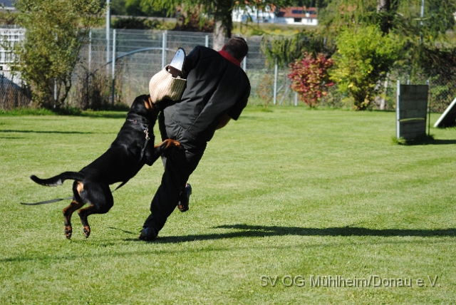 Mühlheim 11.09.2010 Hundetraining 202.JPG