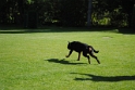 Mühlheim 11.09.2010 Hundetraining 107